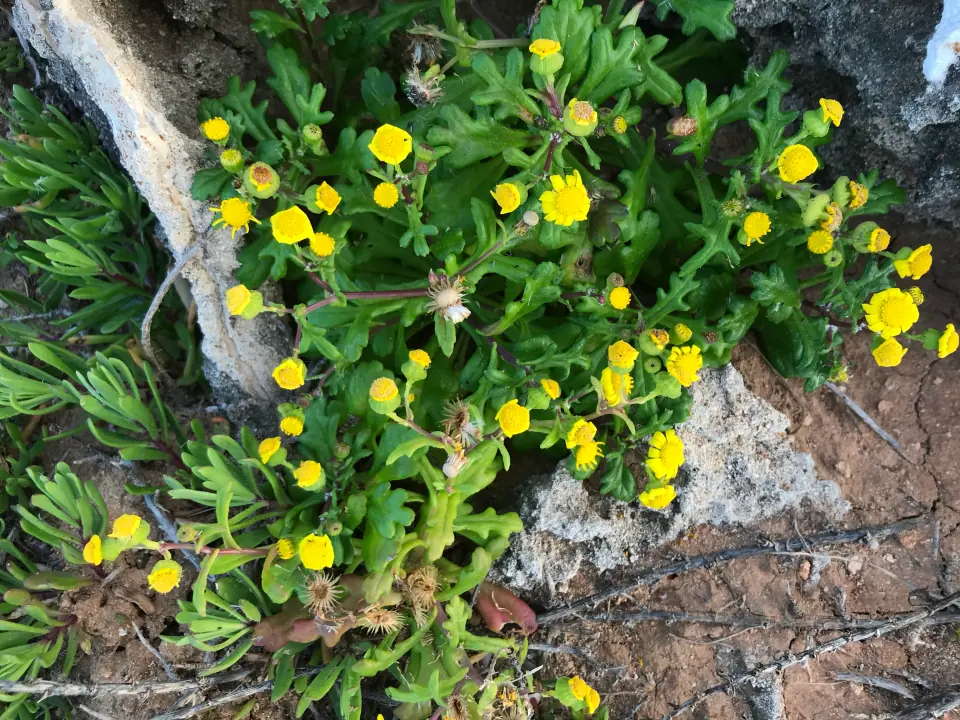 Lampedusa nature